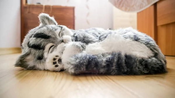 Grijs gestreepte rasechte kat op de vloer — Stockfoto