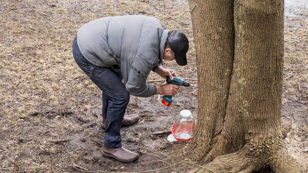 Взрослый собирает клен
