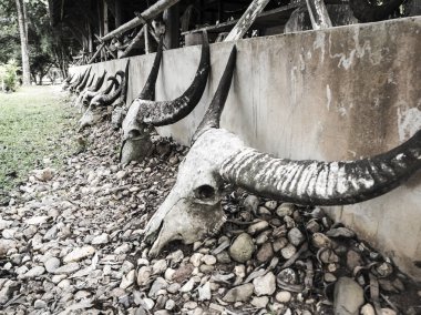 bir iskelet kafatası