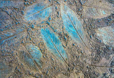 Donmuş antik bir bitki