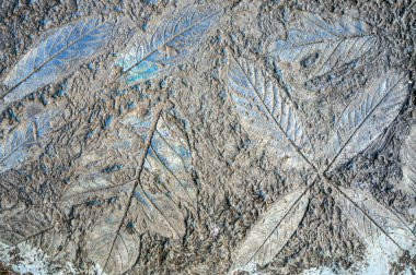 Donmuş antik bir bitki