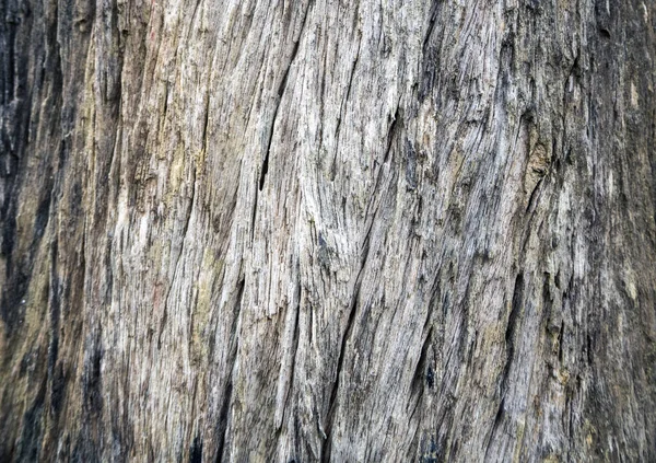 Un vecchio albero friabile — Foto Stock