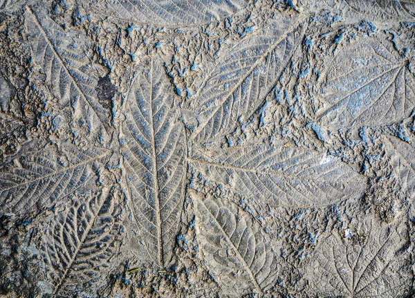 Uma planta antiga congelada em — Fotografia de Stock