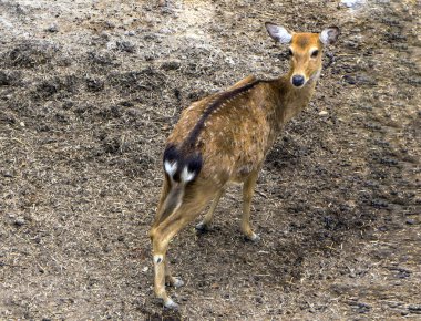 Genç geyik siyah boynuzlu