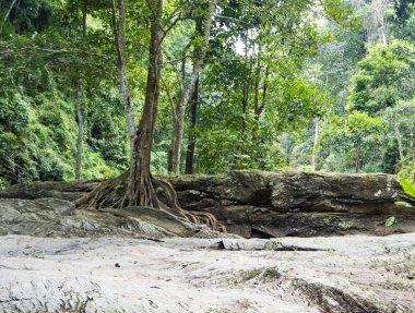 Tropikal Şelale Mak Fa