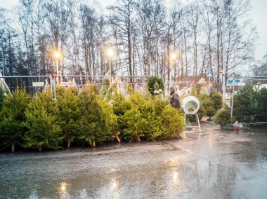 Noel ağaçları sokakta satmak