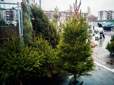 Noel ağaçları sokakta satmak