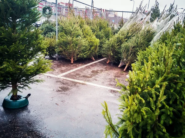 Noel ağaçları sokakta satmak — Stok fotoğraf