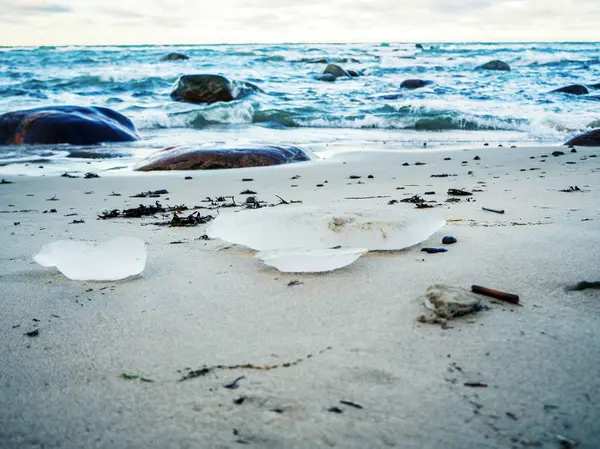 Litoral Báltico perto de Tallin Tabasalu, Estónia, Bálticos, Prados de praia — Fotografia de Stock