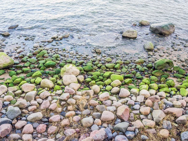 Piedras con algas en la playa — Foto de Stock