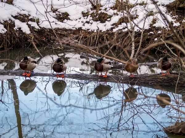 Beautiful water reflections on a lake with ducks  lake. — Stock Photo, Image