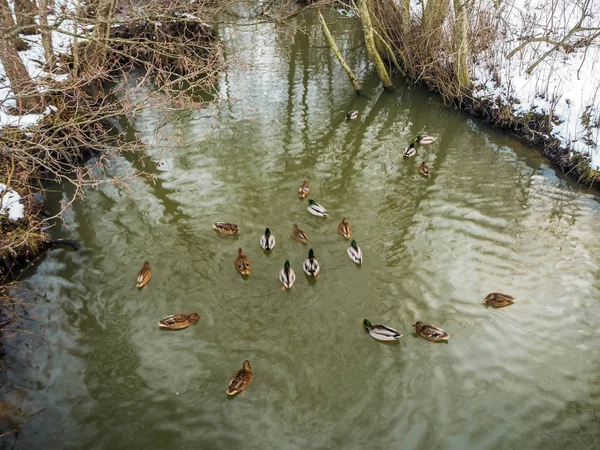 Piękna woda Refleksje nad jeziorem z jeziora kaczki. — Zdjęcie stockowe