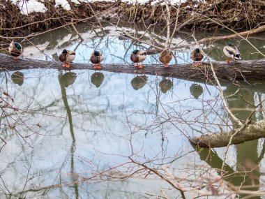 Güzel su yansımaları ve ördekler   
