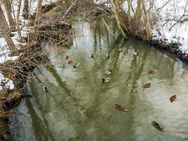 美丽的水反射和鸭子 — 图库照片