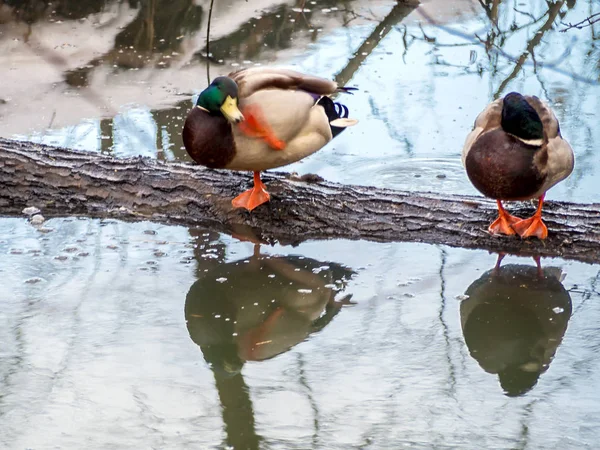美丽的水反射和鸭子 — 图库照片