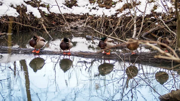 Krásná vodní hladině a kachny — Stock fotografie