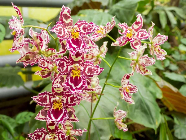 Flor bonita: Orquídeas ou Miltonopsis , — Fotografia de Stock