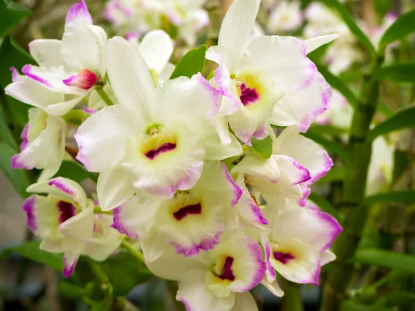 Flor bonita: Orquídeas ou Miltonopsis , — Fotografia de Stock