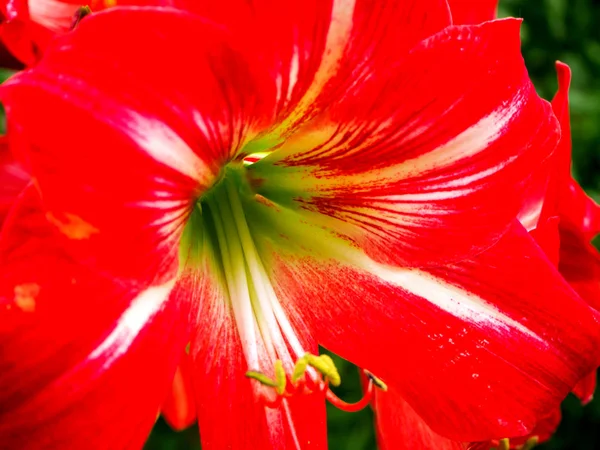 Hermosa flor: Orquídeas o Miltonopsis , — Foto de Stock