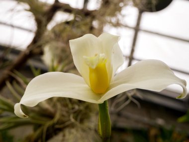 Beautyful çiçek: orkide veya Miltonopsis,