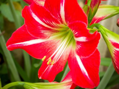 Beautyful çiçek: orkide veya Miltonopsis,