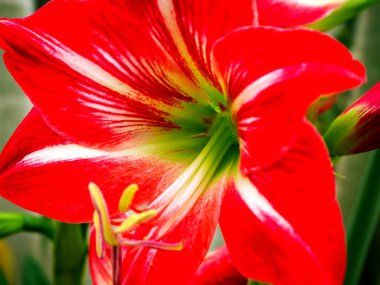 Beautyful çiçek: orkide veya Miltonopsis,