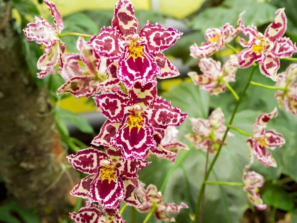 Flor bonita: Orquídeas ou Miltonopsis , — Fotografia de Stock