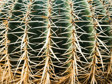 echinopsis formosa kaktüs