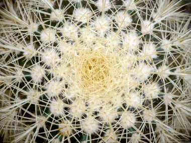 echinopsis formosa kaktüs