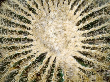 echinopsis formosa kaktüs