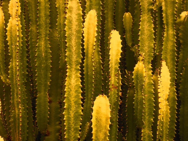 Grote cactus buiten in de woestijn — Stockfoto