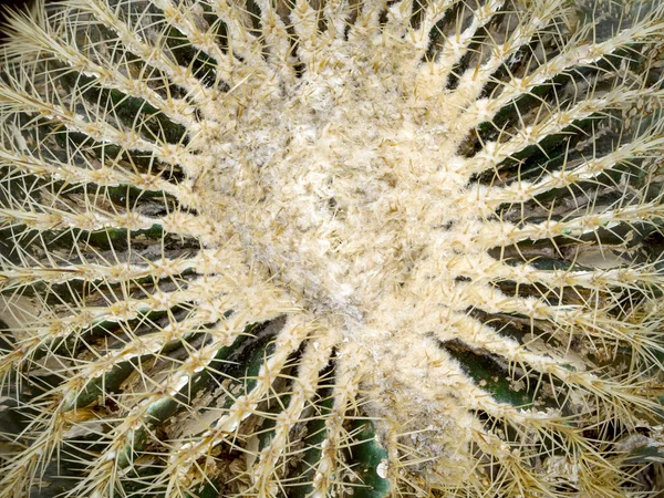 Echinopsis formosa cactus — Stockfoto