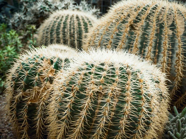 Echinopsis formosa cactus — Stockfoto