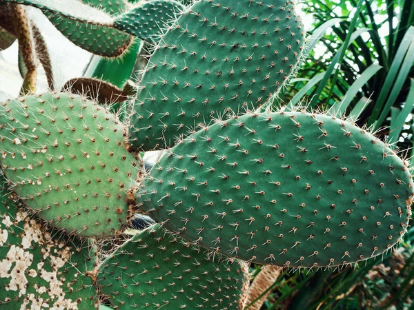 Зелений кактус з голкою — стокове фото