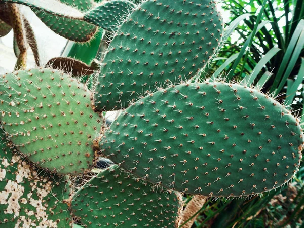 green cactus with needles