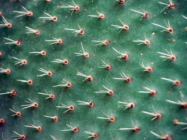 Zöld kaktusz tűkkel — Stock Fotó