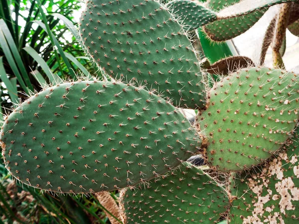 Зелений кактус з голкою — стокове фото