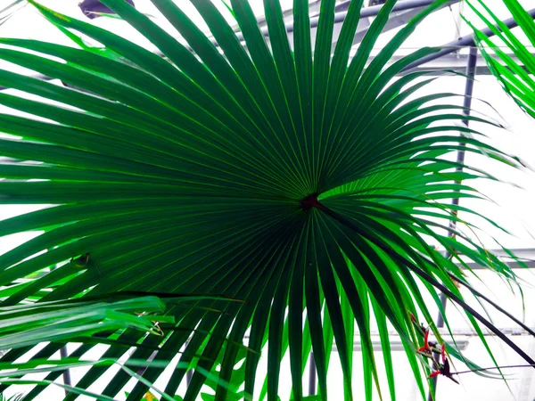 Wunderschöne Blume: Palme — Stockfoto