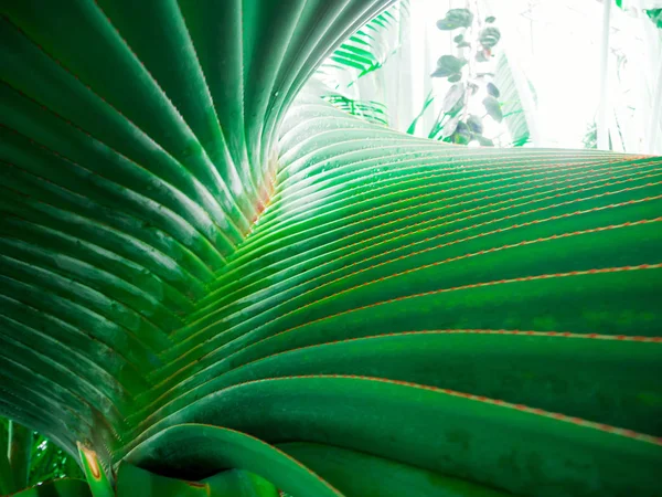 Wunderschöne Blume: Palme — Stockfoto