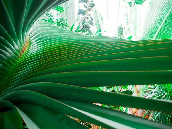 Flor bonita: palma — Fotografia de Stock