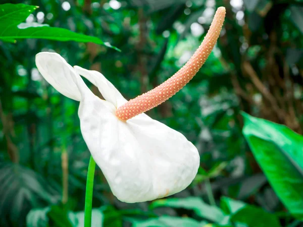 Flor bonita: Anthurium andreanum é um plano epifítico perene espetacular — Fotografia de Stock