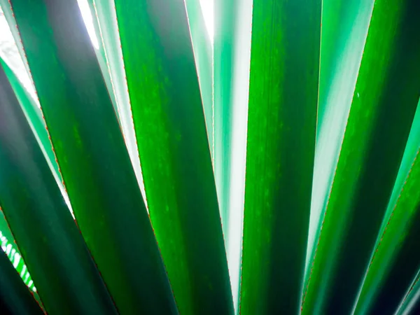 Flor bonita: palma — Fotografia de Stock