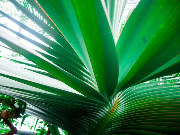 Wunderschöne Blume: Palme — Stockfoto