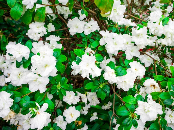 Vacker blomma: Rhododendron — Stockfoto