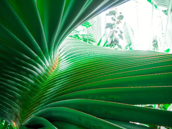 Wunderschöne Blume: Palme — Stockfoto