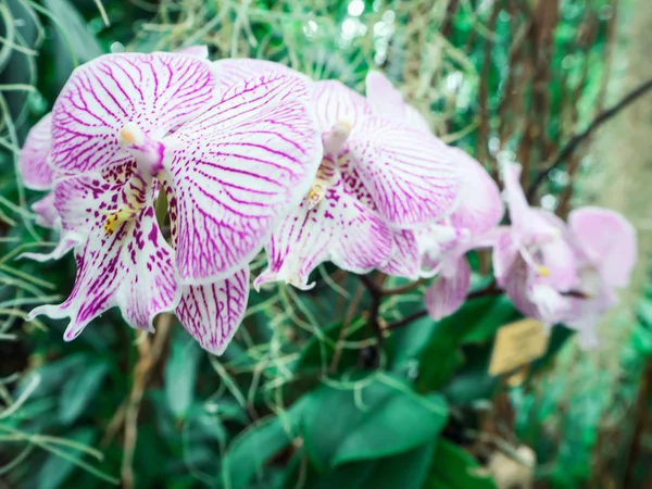 Flor bonita: Star Ruby — Fotografia de Stock