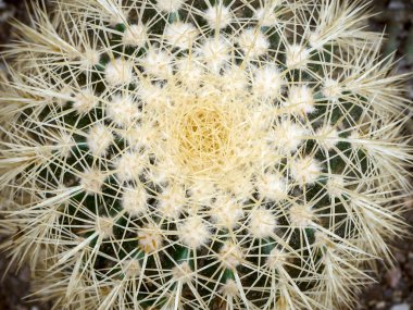 echinopsis formosa kaktüs