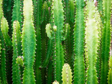 Büyük kaktüs açık çölde