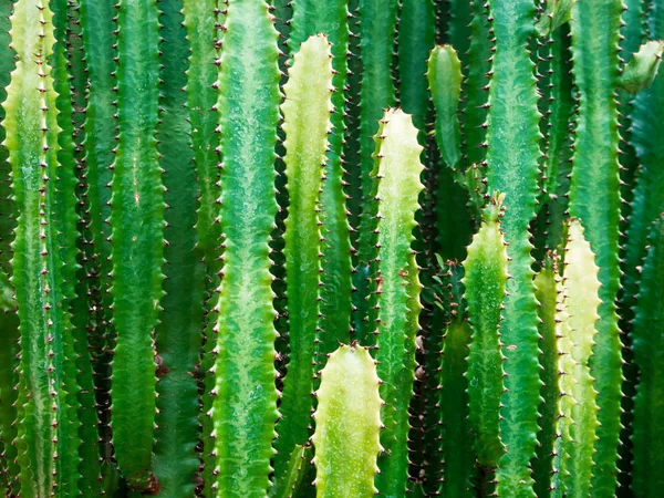 Grote cactus buiten in de woestijn — Stockfoto