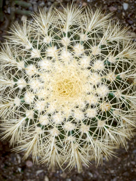 Echinopsis Формоза кактус — стокове фото